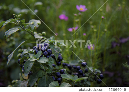 Pink cosmos and blue fruit on the way home 55064046
