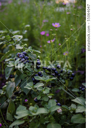 Pink cosmos and blue fruit on the way home Pink cosmos and blue fruit on the way home 55064047