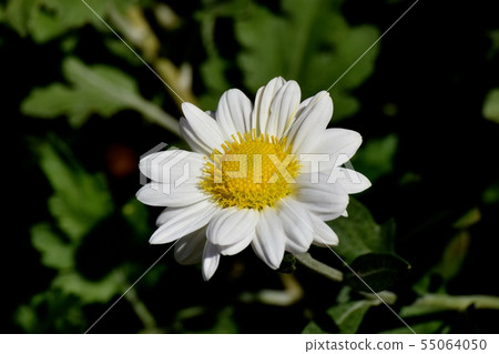 White Chrysanthemum Flower Blooming in Mitaka Nakahara White Chrysanthemum Flower Blooming in Mitaka Nakahara 55064050