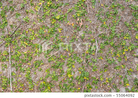 green ivy leaf on the wall 55064092