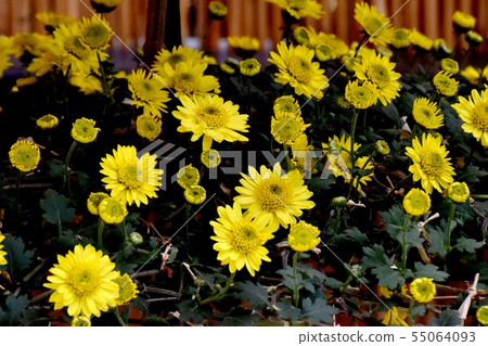 Yellow chrysanthemum flower in middle ring blooming in botanical garden of Chofu City 55064093