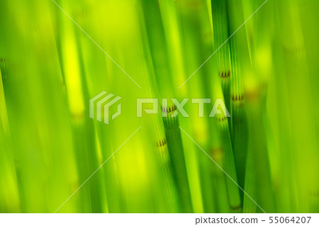 Toxa Toxa 55064207
