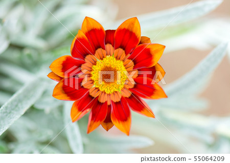 Flower pictures 55064209