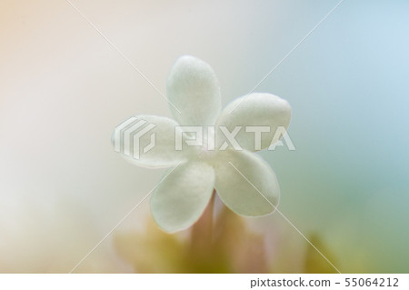Flower pictures 55064212