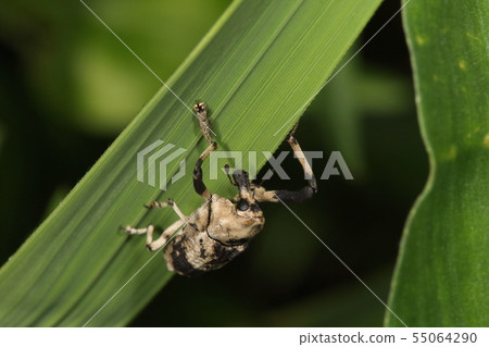 Creatures Insects Weeping beetles, males with an unusually long forelimb length of about one centimeter. Powerful Creatures Insects Weeping beetles, males with an unusually long forelimb length of about one centimeter. Powerful 55064290