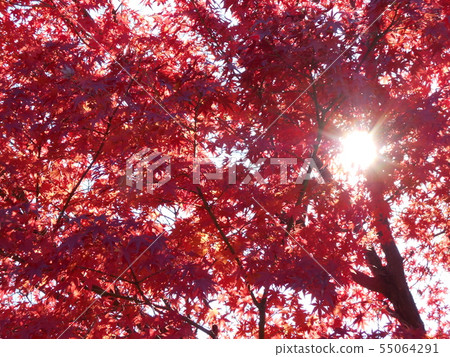 Autumn leaves Autumn leaves 55064291