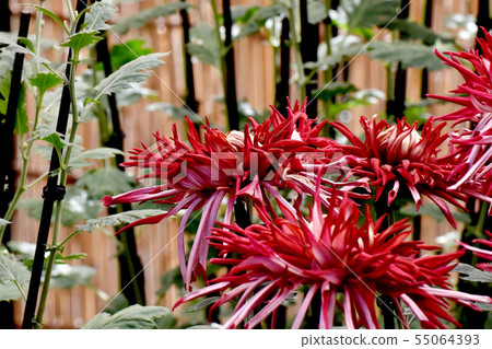 Red Edgiku (Edo chrysanthemum/classical chrysanthemum) with a middle ring that blooms in the botanical garden of Chofu City Red Edgiku (Edo chrysanthemum/classical chrysanthemum) with a middle ring that blooms in the botanical garden of Chofu City 55064393