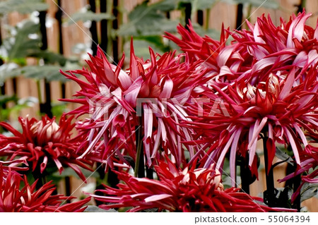 紅色調料(江戶菊花/古典菊花),帶有中環,在調布市植物園中盛開 紅色調料(江戶菊花/古典菊花),帶有中環,在調布市植物園中盛開 55064394