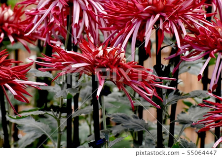 紅色調料（江戶菊花/古典菊花），帶有中環，在調布市植物園中盛開 55064447