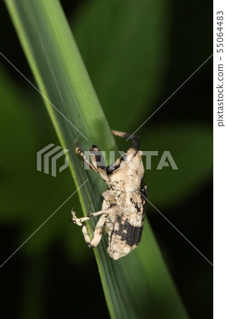 Creatures Insects Weeping beetles, head is supposed to fit under the chest 55064483