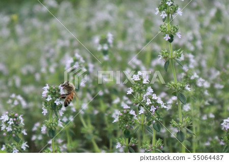 Thyme and bee Thyme and bee 55064487