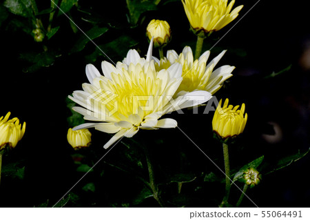 開花在調布市植物園裡的中間圓環的白色和黃色菊花 55064491