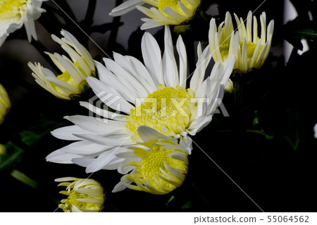 White chrysanthemum blooming in the botanical garden of Chofu City 55064562