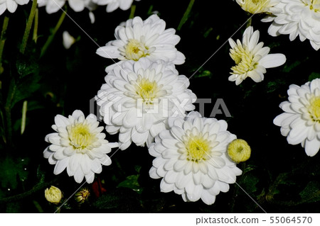 White chrysanthemum blooming in the botanical garden of Chofu City 55064570
