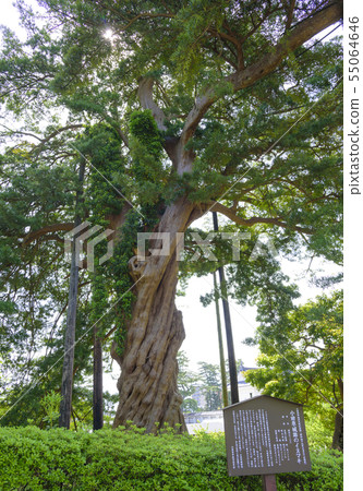 Inamaki (Odawara City, Kanagawa Prefecture) located at the ruins of Odawara Castle 55064646