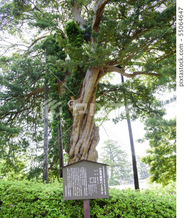 Inamaki (Odawara City, Kanagawa Prefecture) located at the ruins of Odawara Castle 55064647