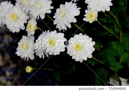 開花在調布市植物園裡的白色菊花 開花在調布市植物園裡的白色菊花 55064666