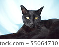 悠閒的黑貓的圖片 55064730