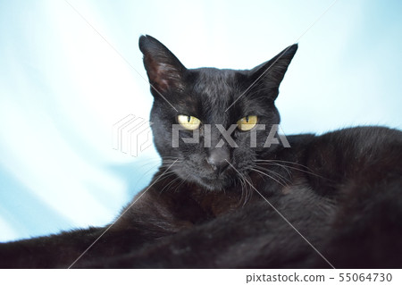 悠閒的黑貓的圖片 悠閒的黑貓的圖片 55064730