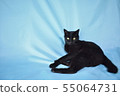 悠閒的黑貓的圖片 55064731