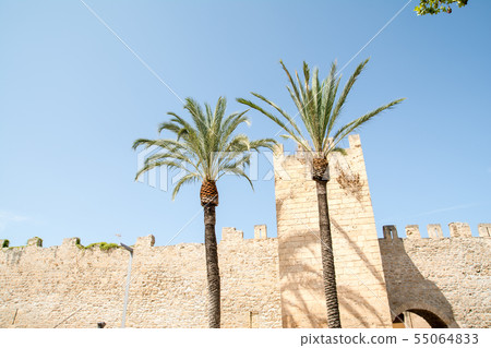 Two large palm trees standing by the old city wall under a clear blue sky 55064833