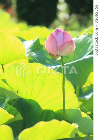 古代蓮花 古代蓮花 55065358