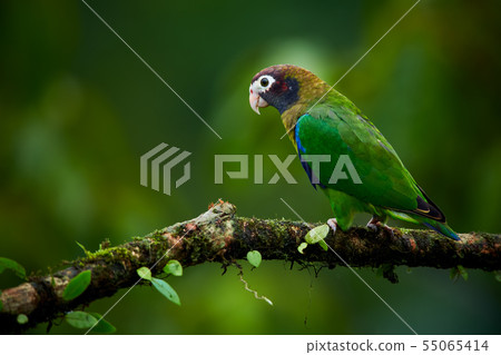 Portrait of green parrot. Brown hooded Parrot Portrait of green parrot. Brown hooded Parrot 55065414