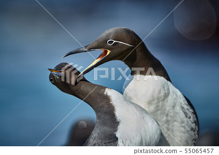 Common guillemot Uria aalge. Scene from Norway Common guillemot Uria aalge. Scene from Norway 55065457