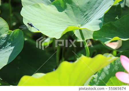 Dragonfly sticks to ancient lotus Dragonfly sticks to ancient lotus 55065674