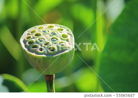 Ancient lotus fruit 55065687