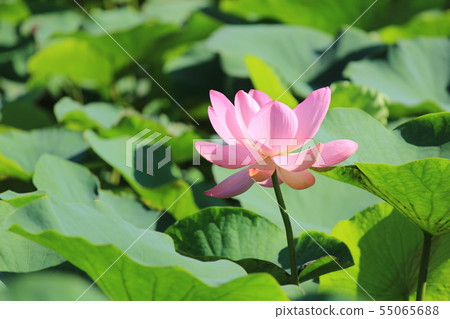 古代蓮花 55065688