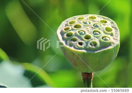 古代蓮花果實 55065689