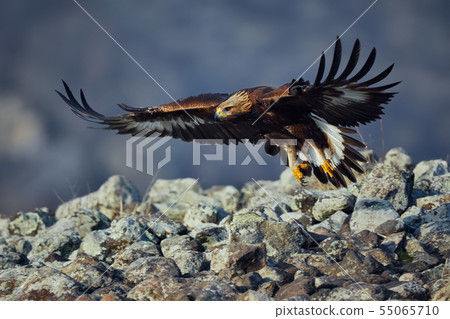 Golden Eagle (Aquila chrysaetos) Golden Eagle (Aquila chrysaetos) 55065710