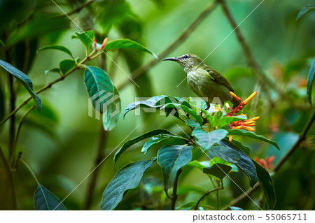 Red-legged Honeycreeper (Cyanerpes cyaneus) Red-legged Honeycreeper (Cyanerpes cyaneus) 55065711