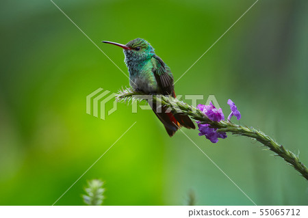 Rufous-tailed Hummingbird (Amazilia tzacatl) Rufous-tailed Hummingbird (Amazilia tzacatl) 55065712