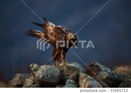 Golden Eagle (Aquila chrysaetos) on the rock Golden Eagle (Aquila chrysaetos) on the rock 55065713