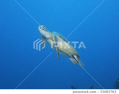 Sea turtles have to breathe air Sea turtles have to breathe air 55065763