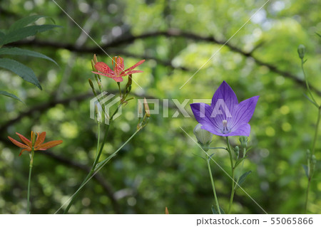 Hiogi and bellflower flowers 55065866