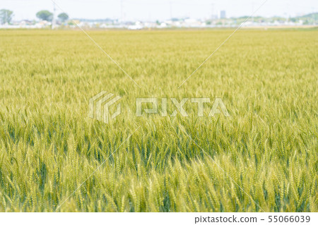 Wheat Wheat field (May) Wheat Wheat field (May) 55066039