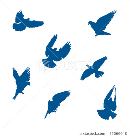Set of vector illustrations of pigeons 55066048