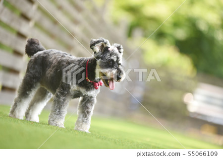 Miniature Schnauzer Miniature Schnauzer 55066109