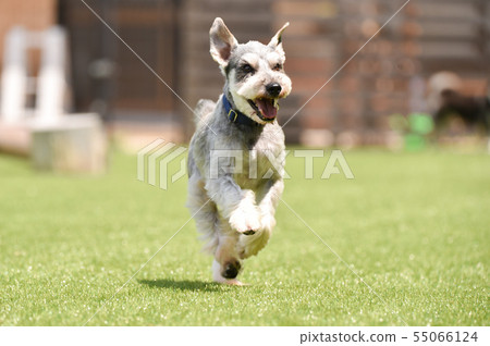  迷你雪納瑞犬 55066124