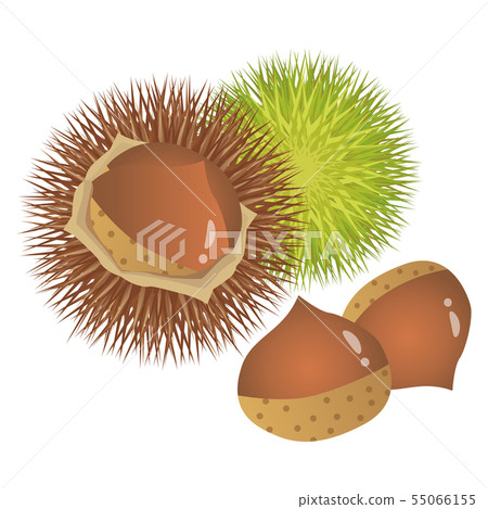 Chestnut  55066155