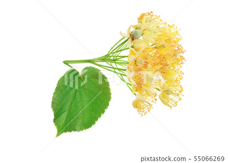 Linden flowers with leaf isolated on white background. 55066269