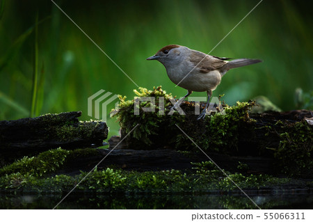 Eurasian blackcap (Sylvia atricapilla) 55066311