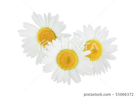 one chamomile or daisies isolated on white background one chamomile or daisies isolated on white background 55066372