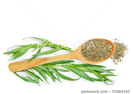 tarragon or estragon fresh and dried isolated on a white background with copy space for your text tarragon or estragon fresh and dried isolated on a white background with copy space for your text 55066393