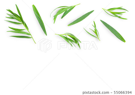 tarragon or estragon isolated on white background with copy space for your text. Artemisia tarragon or estragon isolated on white background with copy space for your text. Artemisia 55066394