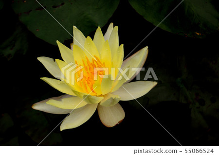 一朵蓮花 一朵蓮花 55066524