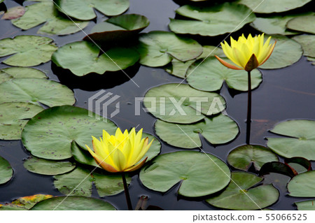 一朵蓮花 55066525